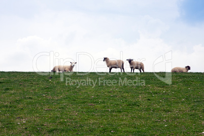 Schafe auf Deichdamm 807