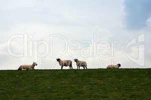 Schafe auf Deichdamm 809