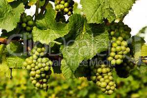 Halbreife Weintrauben im Weinberg 282