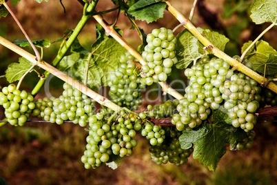 Halbreife Weintrauben im Weinberg 297