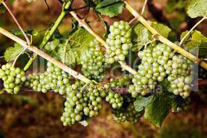 Halbreife Weintrauben im Weinberg 297