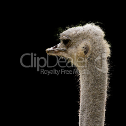 ostrich head isolated