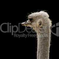 ostrich head isolated