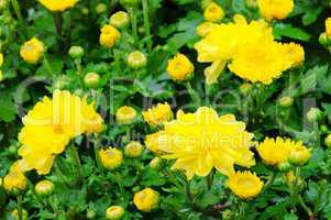 Chrysantheme - chrysanthemum 06