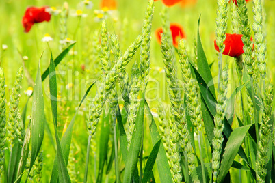 Klatschmohn im Feld - corn poppy in field 05
