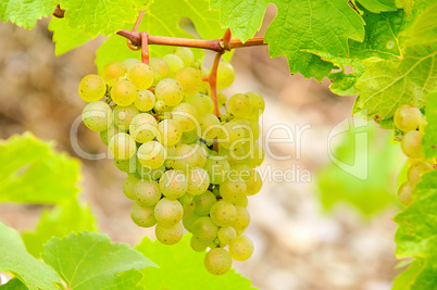 Weintraube weiss - grape white 12