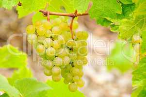 Weintraube weiss - grape white 12