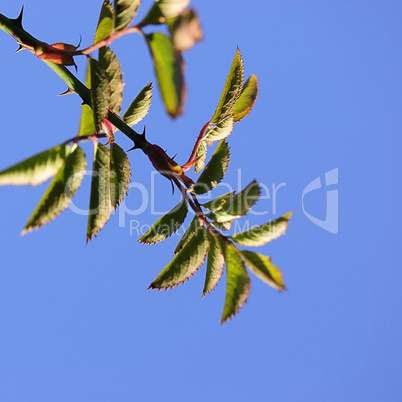 vorfrühling 16