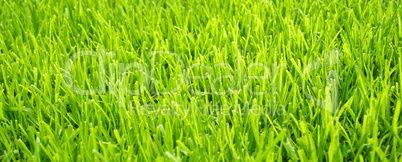 grashalme rasen nahaufnahme - grass close-up
