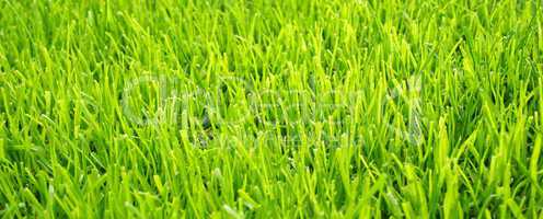 grashalme rasen nahaufnahme - grass close-up