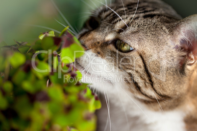 Katze und Glücksklee