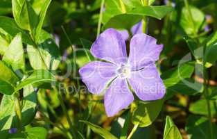 Vinca minor