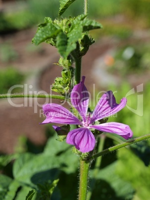 Malva silvestris