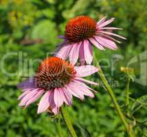 Echinacea purpurea