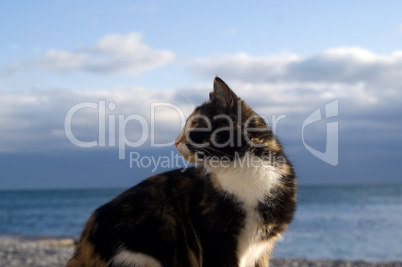 Cat against blue sky and sea