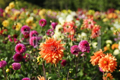 Blumenmeer aus bunten Sommerblumen