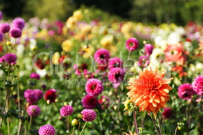 Blumenmeer aus bunten Sommerblumen