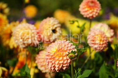 Blumenmeer aus bunten Sommerblumen