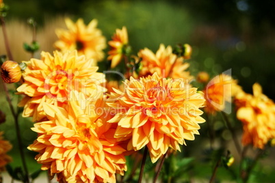 Blumenmeer aus bunten Sommerblumen