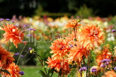 Blumenmeer aus bunten Sommerblumen