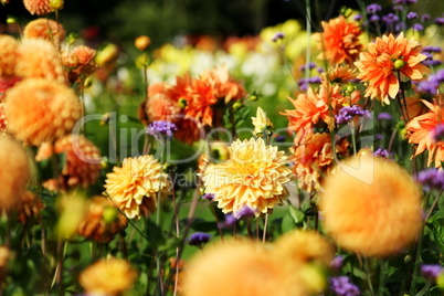 Blumenmeer aus bunten Sommerblumen