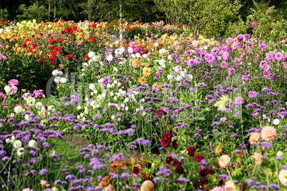 Blumenmeer aus bunten Sommerblumen