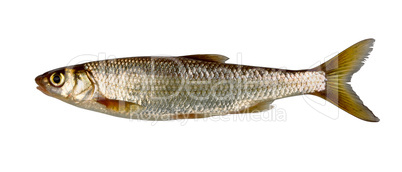 Common dace