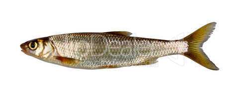 Common dace