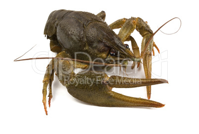 River crayfish