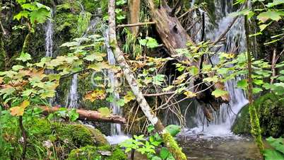 Waterfall in the Forest