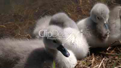 Kleine Schwan Küken - Little Baby Swans