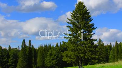 timelapse camera panning from conifer tree against forest to clouds