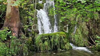 Cascade in the Forest
