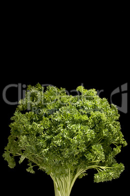 Curly parsley