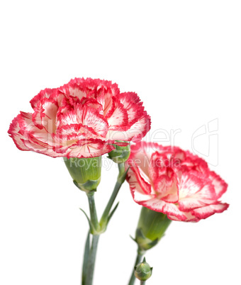 Pink carnations