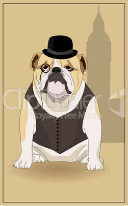 English Bulldog