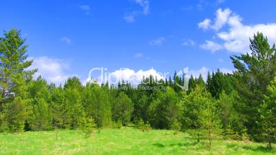 timelapse clouds above summer forest during sunny day