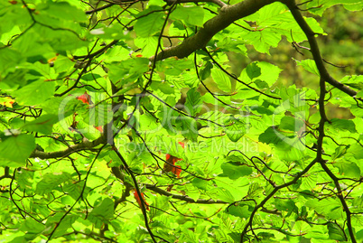 Buche Laub - beech foliage 03