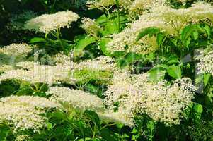 Holunder Blüte - elder flower 23