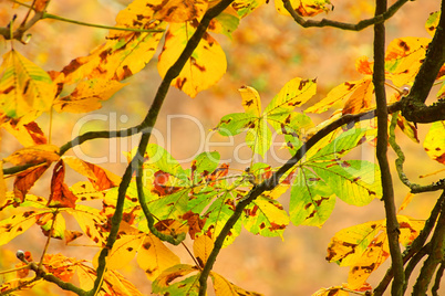 Kastanienlaub - buckeye leaf cluster 01