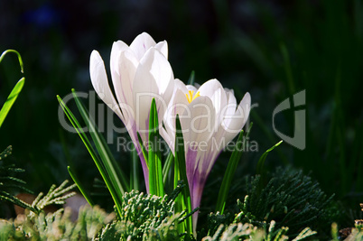 Krokus weiss - Crocus white 01