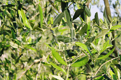 Olivenbaum Bluete - olive tree blossom 04