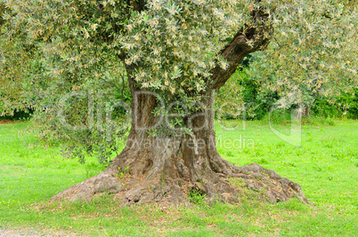 Olivenbaum Stamm - olive tree trunk 14