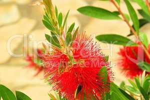 Pfeifenputzer Pflanze - Bottlebrush plant 02