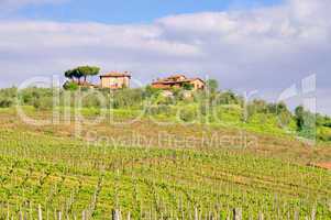Toskana Weingut - Tuscany vineyard 02