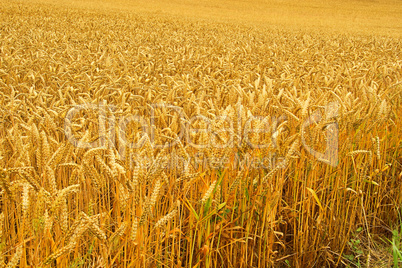 Weizenfeld - wheat field 01