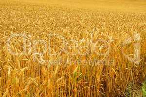 Weizenfeld - wheat field 01