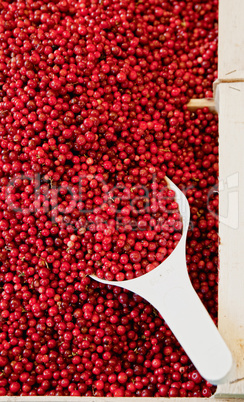 Basket full with Cowberries