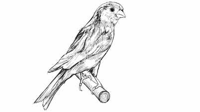 sketch of a canary bird sitting on a branch
