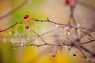 autumn branches under rain